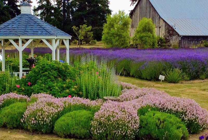 Kitty B's Lavender Farm — gazebo and lavender field