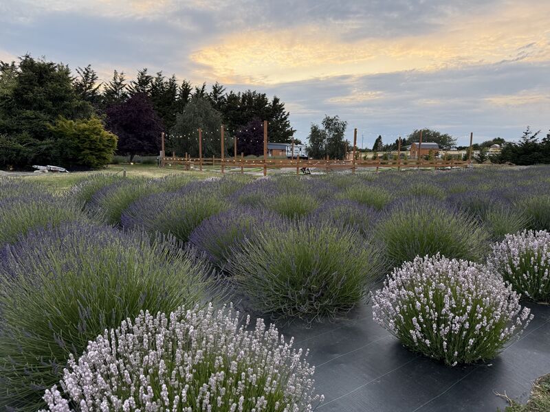Lit Lavender (formerly Olympic Lavender)
