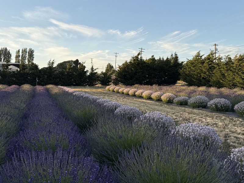 Lit Lavender (formerly Olympic Lavender)