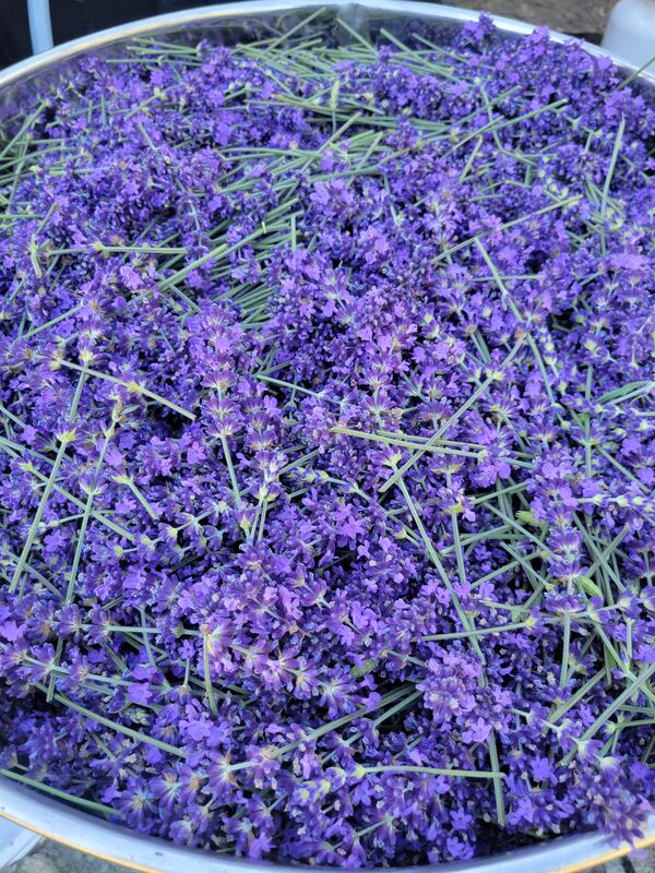 Bowl of freshly harvested Sequim lavender