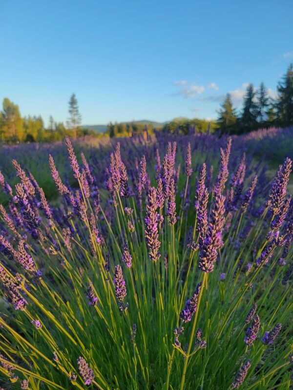 Sequim lavender rows at dusk