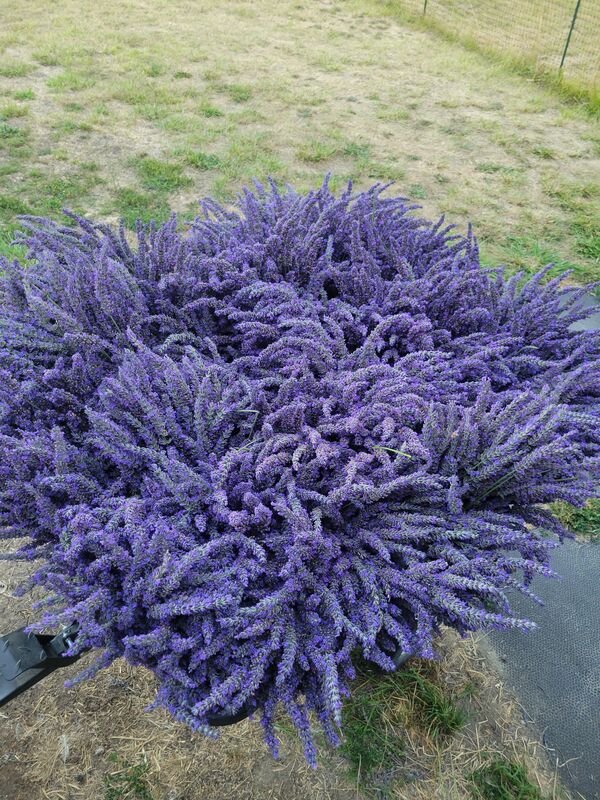 Sequim lavender at golden hour